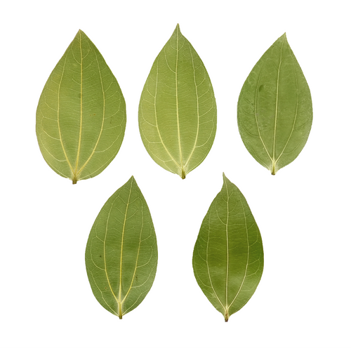 Cinnamon Leaf for Engraving (10 pcs)