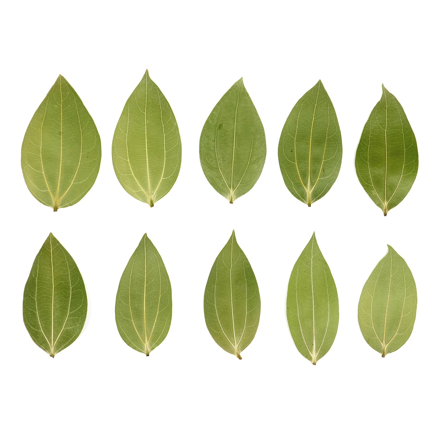 Cinnamon Leaf for Engraving (10pcs)