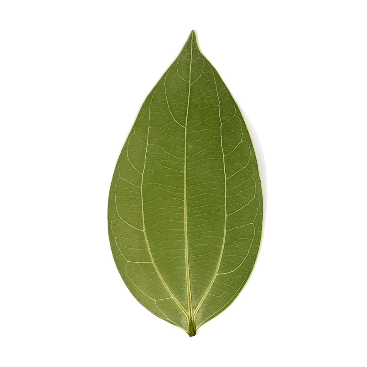 Cinnamon Leaf for Engraving (10pcs)