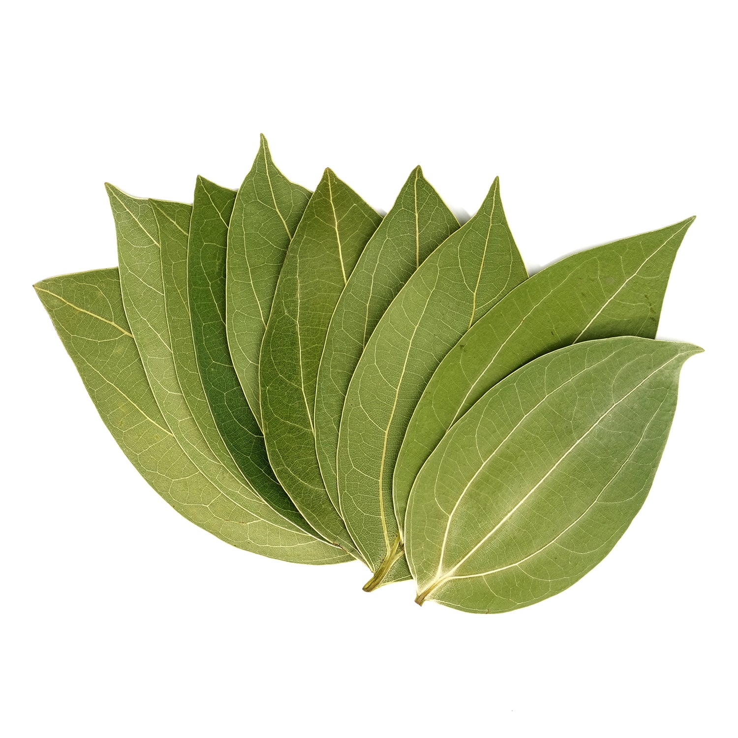 Cinnamon Leaf for Engraving (10pcs)