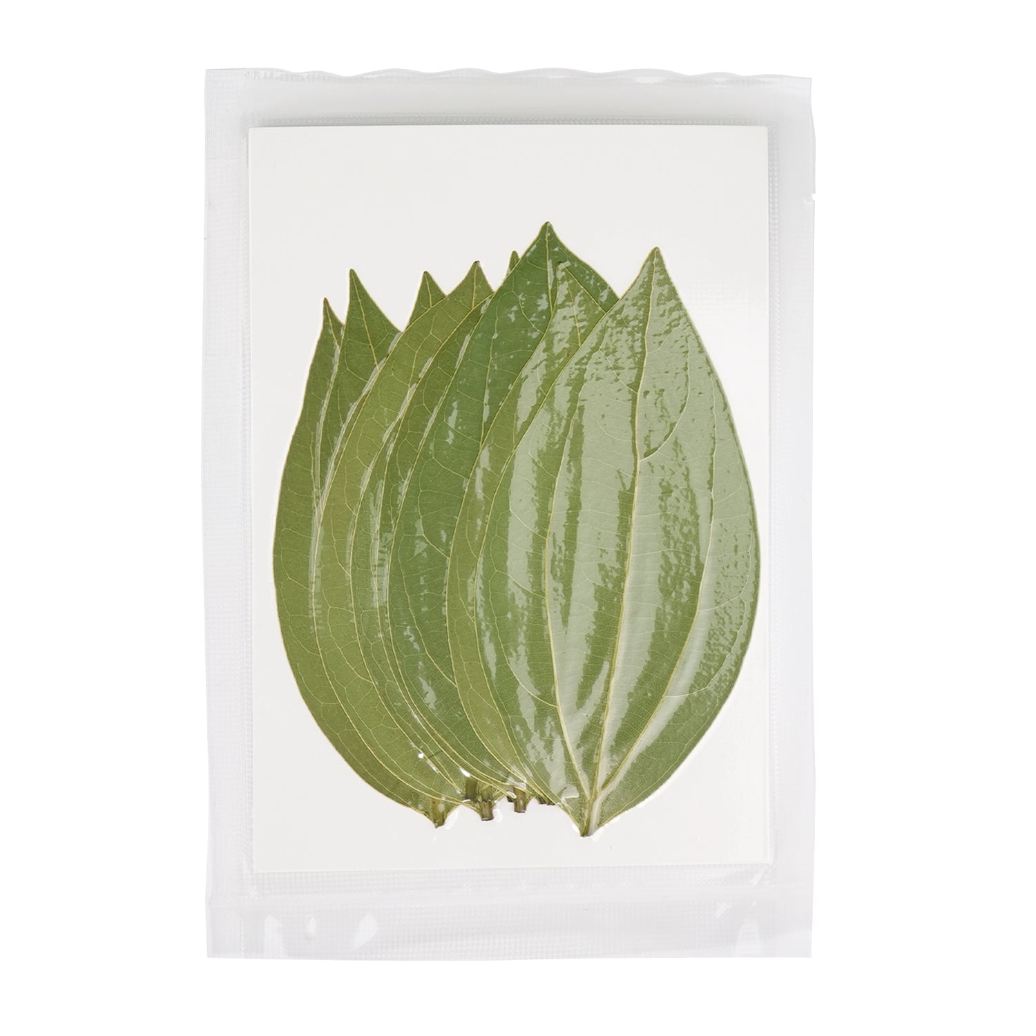 Cinnamon Leaf for Engraving (10pcs)